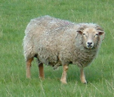 Sheep2003-05-19-1-small.jpg
